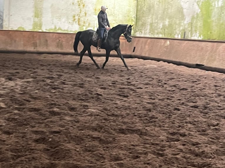 Hanoverian Mare 3 years  in baldranes