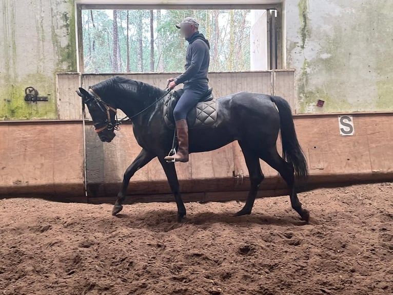 Hanoverian Mare 3 years  in baldranes