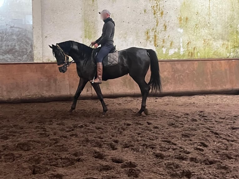 Hanoverian Mare 3 years  in baldranes