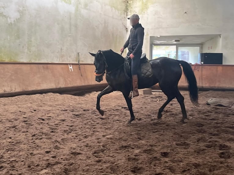 Hanoverian Mare 3 years  in Tui (O Sagrario)