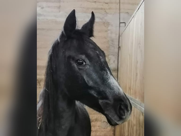 Hanoverian Mare 4 years 14.2 hh Grey in Ceron