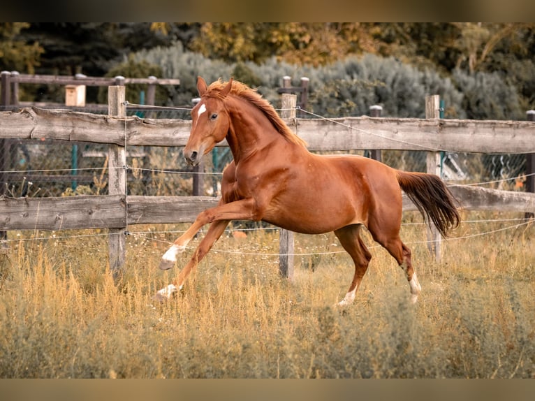 Hanoverian Mare 4 years 15,1 hh Chestnut-Red in Menz