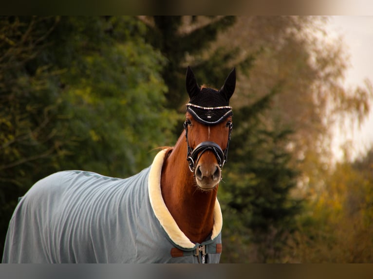 Hanoverian Mare 4 years 15,1 hh Chestnut-Red in Menz