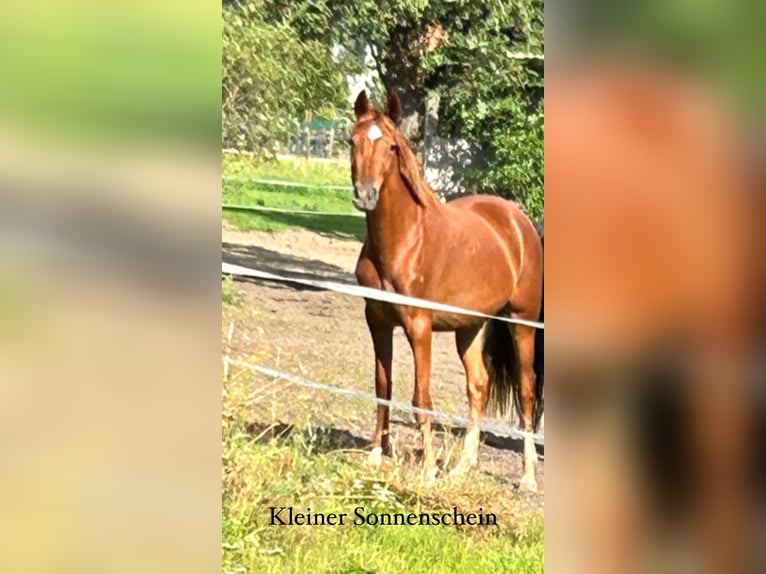 Hanoverian Mare 4 years 15,1 hh Chestnut-Red in Menz