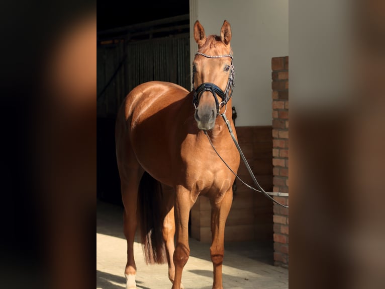Hanoverian Mare 4 years 15,1 hh Chestnut-Red in Westerkappeln