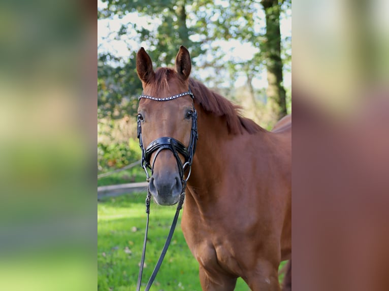 Hanoverian Mare 4 years 15,1 hh Chestnut-Red in Westerkappeln