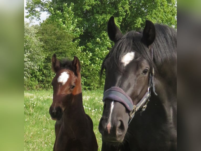 Hanoverian Mare 4 years 15,2 hh Black in Geestland