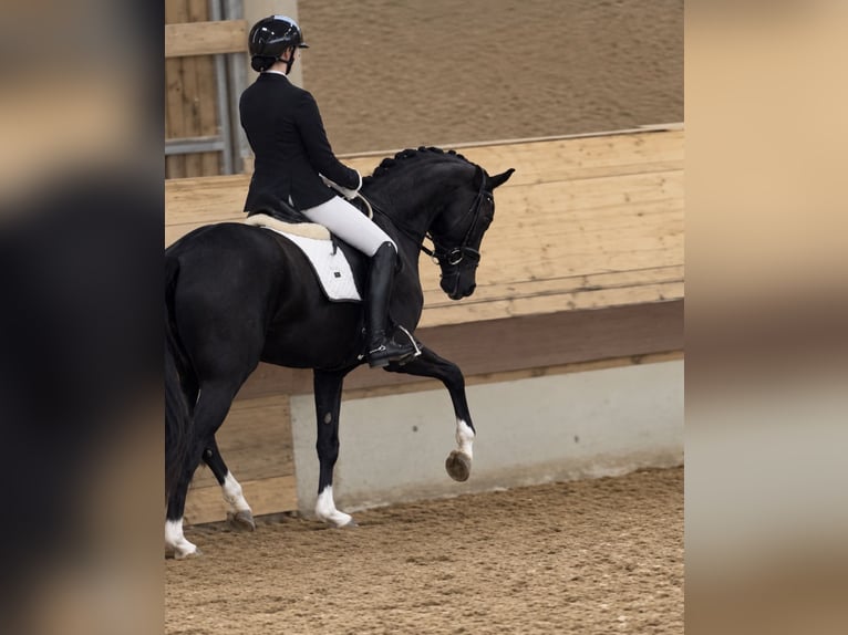 Hanoverian Mare 4 years 15.2 hh Black in Wehringen