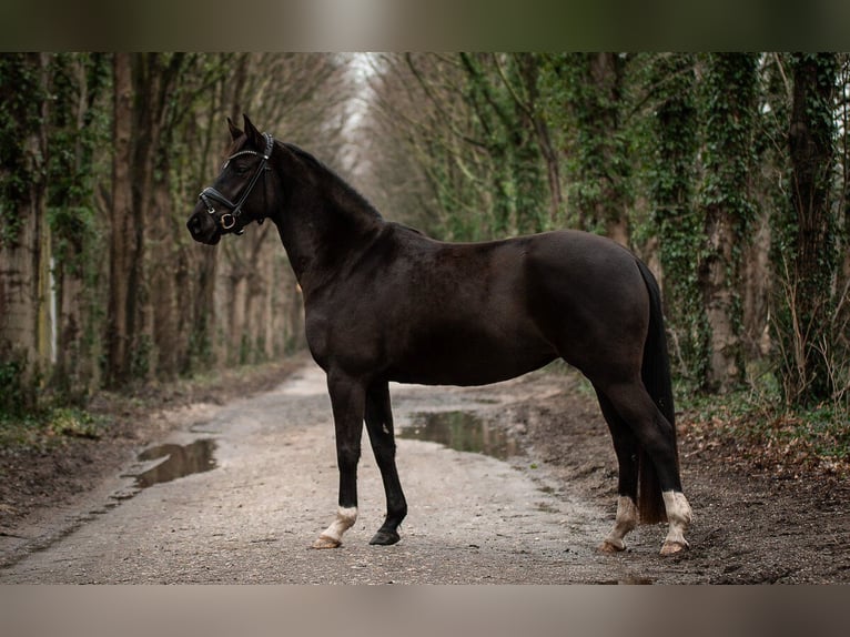 Hanoverian Mare 4 years 15,2 hh Black in Moers