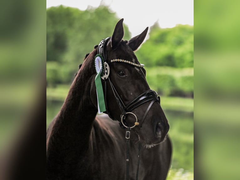 Hanoverian Mare 4 years 15,2 hh Black in Moers