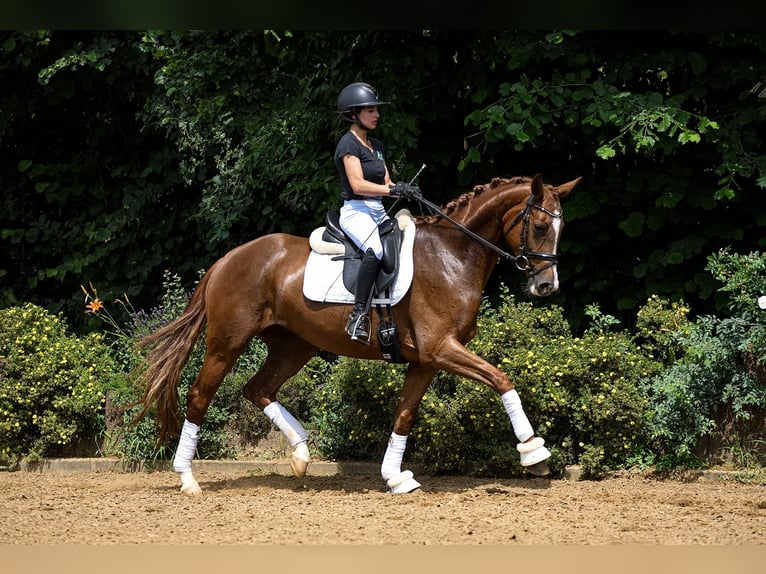 Hanoverian Mare 4 years 15,2 hh Chestnut in Riedstadt