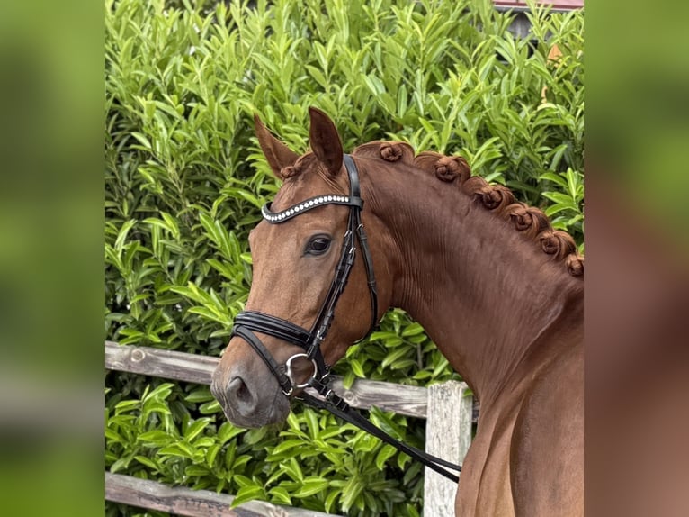 Hanoverian Mare 4 years 15.2 hh Chestnut in Visbek