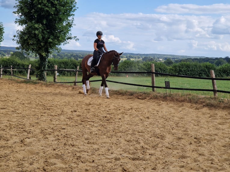 Hanoverian Mare 4 years 15.2 hh Chestnut-Red in Aachen