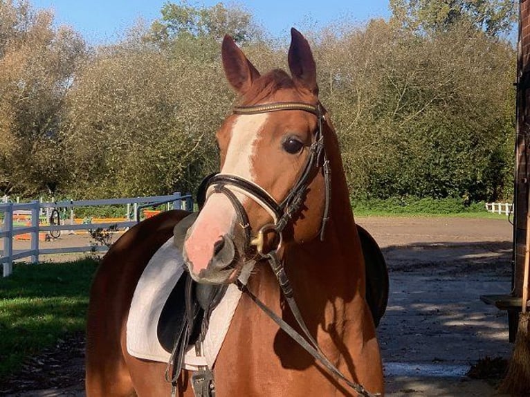 Hanoverian Mare 4 years 15,2 hh Chestnut-Red in Verden (Aller)