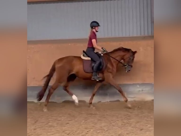 Hanoverian Mare 4 years 15.2 hh Chestnut-Red in Großenwörden