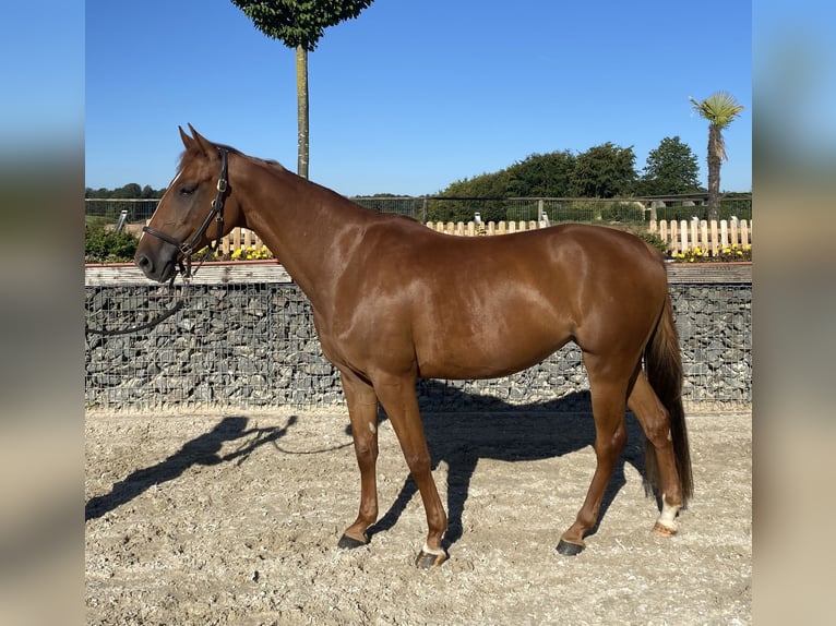 Hanoverian Mare 4 years 15,2 hh Chestnut-Red in Wipperfürth