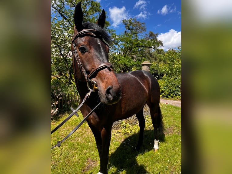 Hanoverian Mare 4 years 15,3 hh Bay-Dark in Neustadt am Rübenberge