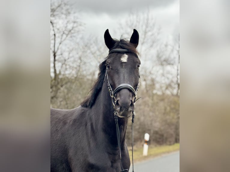 Hanoverian Mare 4 years 15.3 hh Black in Trautskirchen