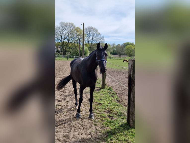 Hanoverian Mare 4 years 15.3 hh Black in Bielefeld