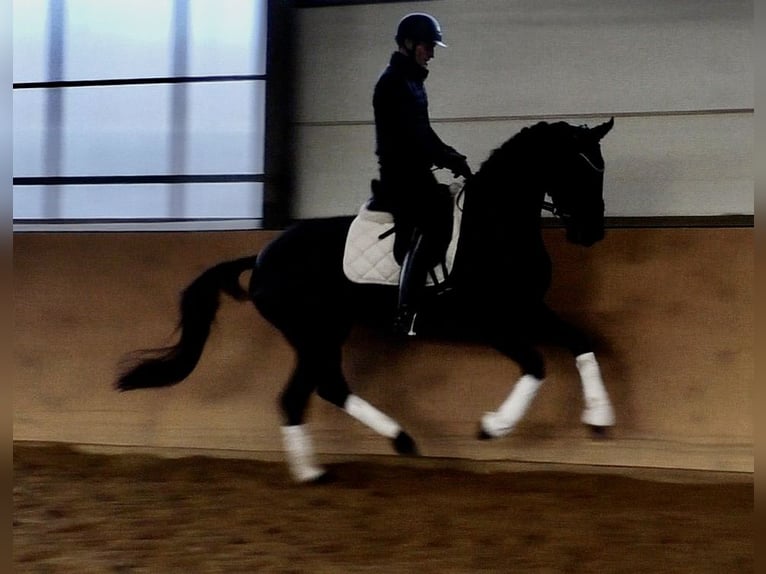 Hanoverian Mare 4 years 15,3 hh Black in Niederkirchen