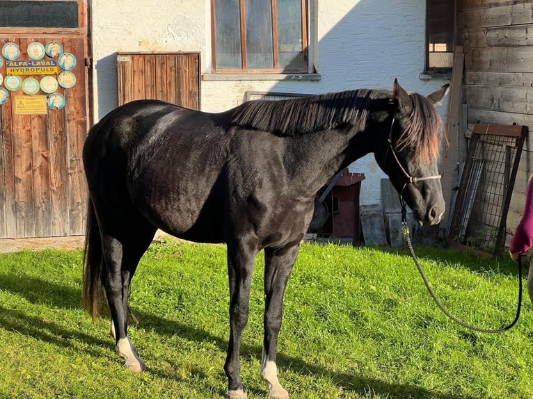 Hanoverian Mare 4 years 15.3 hh Black in Uttendorf