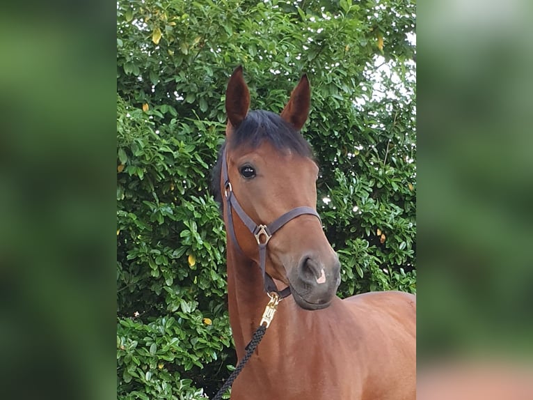 Hanoverian Mare 4 years 15.3 hh Brown in Wietmarschen
