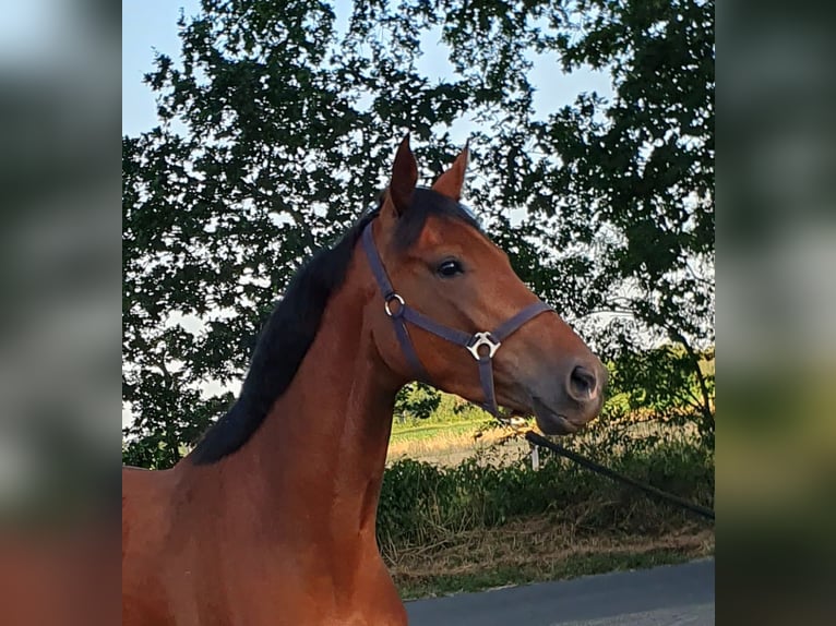 Hanoverian Mare 4 years 15.3 hh Brown in Wietmarschen
