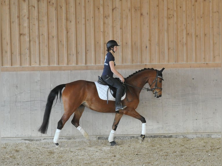 Hanoverian Mare 4 years 15.3 hh Brown in Wellheim
