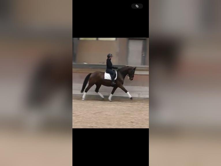 Hanoverian Mare 4 years 15,3 hh Brown in Lauterbach