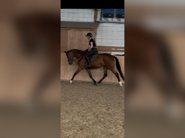 Hanoverian Mare 4 years 15.3 hh Brown in Hannoversch MündeN