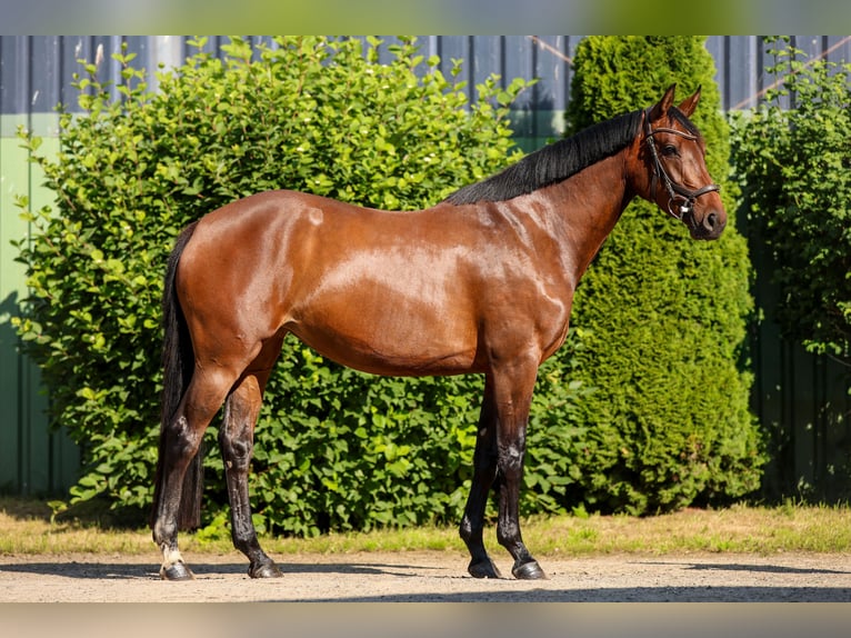 Hanoverian Mare 4 years 15.3 hh Brown in Tespe
