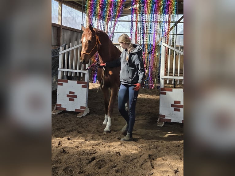 Hanoverian Mare 4 years 15.3 hh Chestnut-Red in Fredenbeck