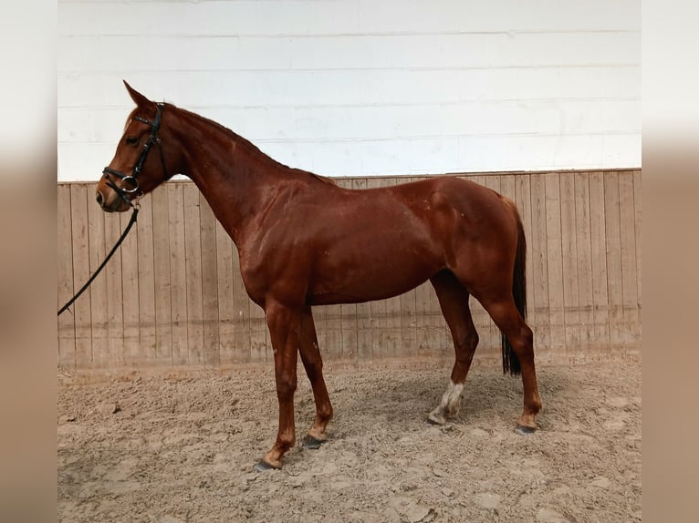 Hanoverian Mare 4 years 15.3 hh Chestnut-Red in Barenburg