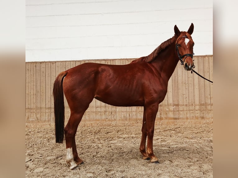 Hanoverian Mare 4 years 15.3 hh Chestnut-Red in Barenburg