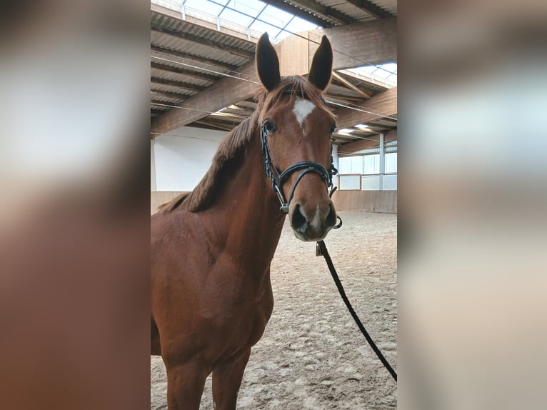 Hanoverian Mare 4 years 15.3 hh Chestnut-Red in Barenburg