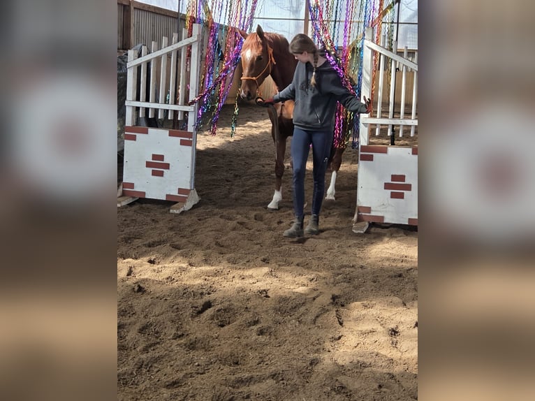 Hanoverian Mare 4 years 15.3 hh Chestnut-Red in Fredenbeck