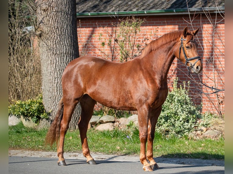 Hanoverian Mare 4 years 15,3 hh Chestnut-Red in Elmlohe