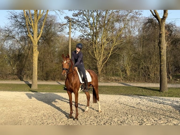 Hanoverian Mare 4 years 15.3 hh Chestnut-Red in Ganderkesee