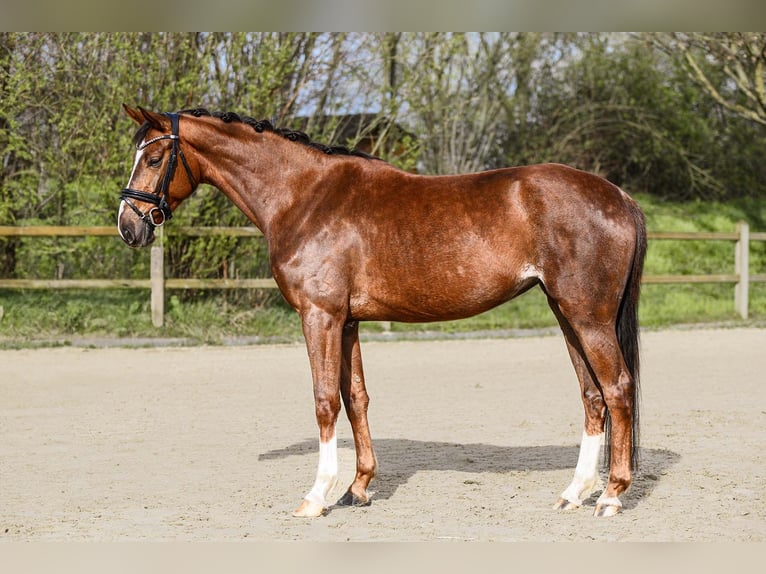 Hanoverian Mare 4 years 15,3 hh Chestnut in Riedstadt
