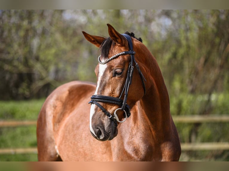 Hanoverian Mare 4 years 15,3 hh Chestnut in Riedstadt