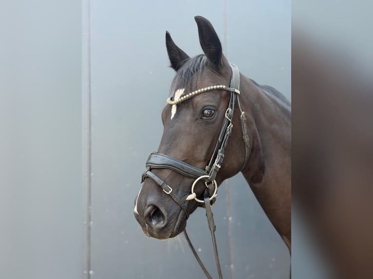 Hanoverian Mare 4 years 15.3 hh Smoky-Black in Nettetal