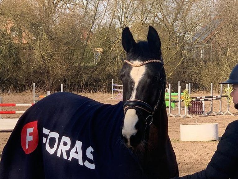 Hanoverian Mare 4 years 15 hh Black in Verden (Aller)