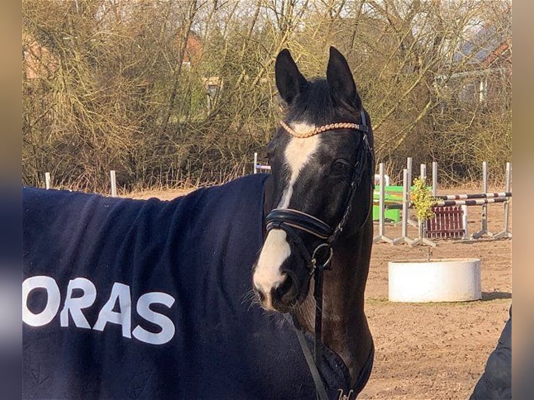 Hanoverian Mare 4 years 15 hh Black in Verden (Aller)