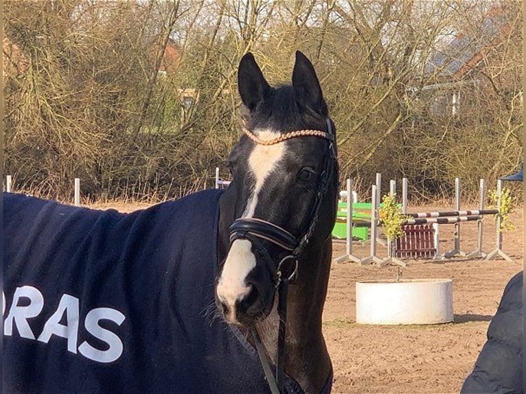 Hanoverian Mare 4 years 15 hh Black in Verden (Aller)