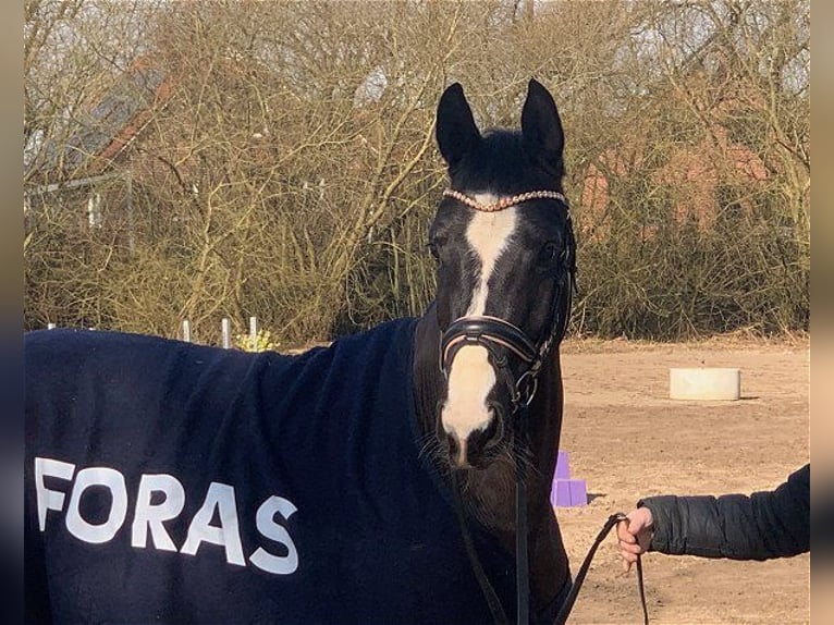 Hanoverian Mare 4 years 15 hh Black in Verden (Aller)