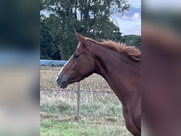 Hanoverian Mare 4 years 15 hh Chestnut in Luhmühlen