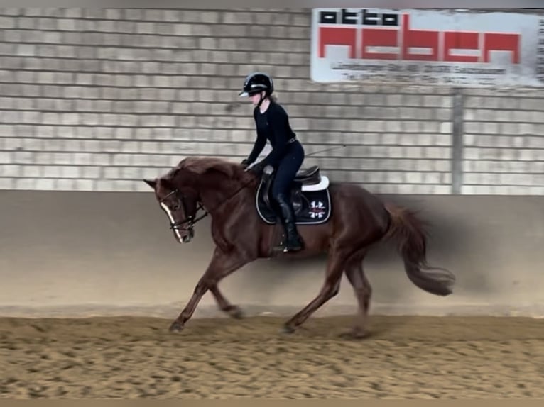 Hanoverian Mare 4 years 15 hh Chestnut in Luhmühlen