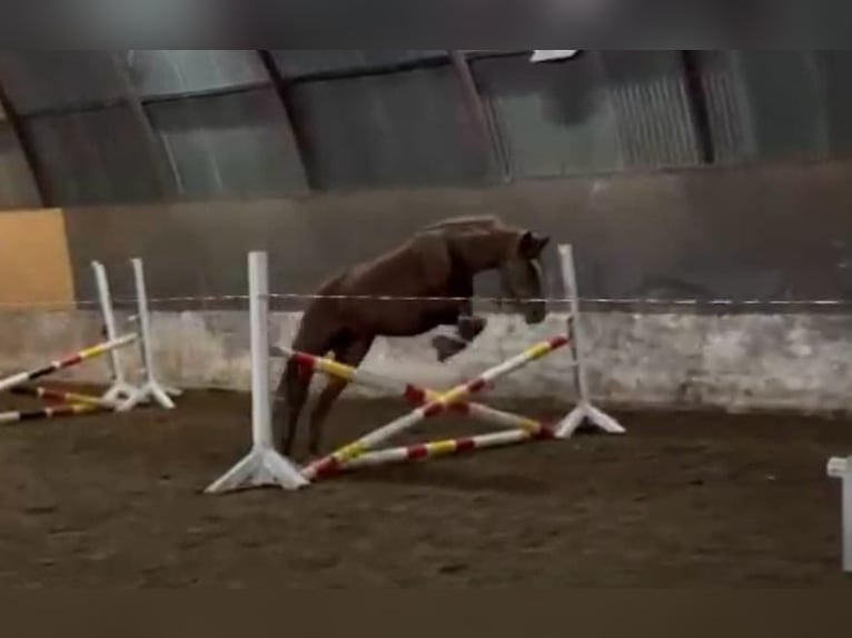 Hanoverian Mare 4 years 15 hh Chestnut in Luhmühlen