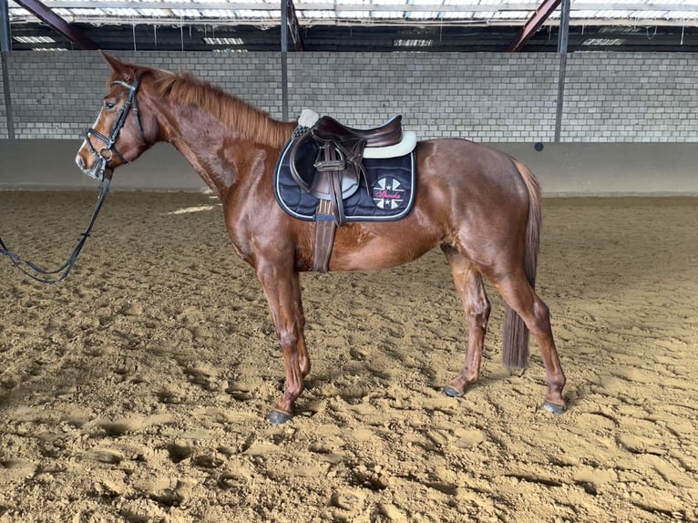Hanoverian Mare 4 years 15 hh Chestnut in Luhmühlen