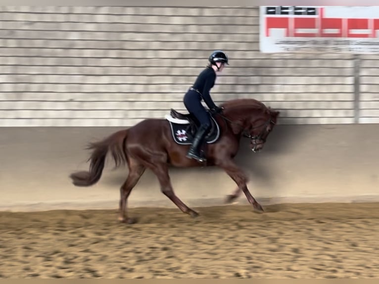 Hanoverian Mare 4 years 15 hh Chestnut in Luhmühlen